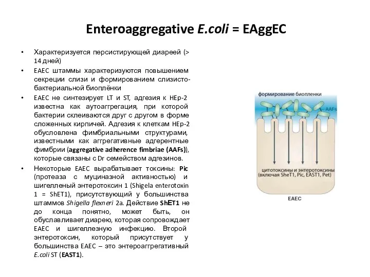 Enteroaggregative E.coli = EAggEC Характеризуется персистирующей диареей (> 14 дней) EAEC штаммы