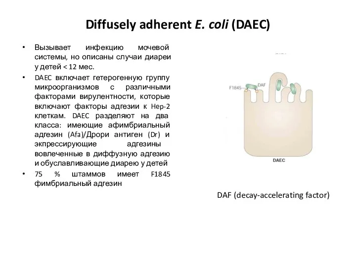 Diffusely adherent E. coli (DAEC) Вызывает инфекцию мочевой системы, но описаны случаи