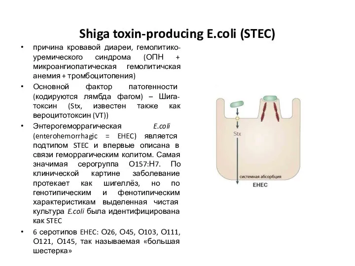 Shiga toxin-producing E.coli (STEC) причина кровавой диареи, гемолитико-уремического синдрома (ОПН + микроангиопатическая