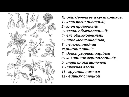 Плоды деревьев и кустарников: 1 - клен ясенелистный; 2 - клен приречный;