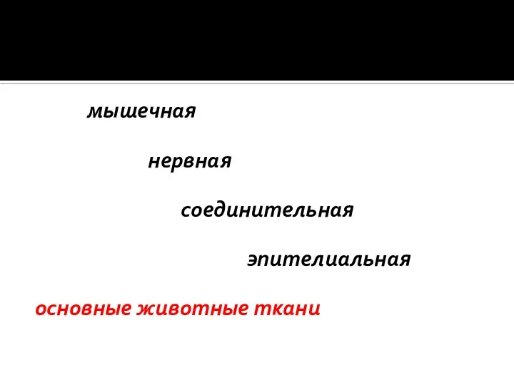 Эпителиальная мышечная нервная соединительная эпителиальная основные животные ткани