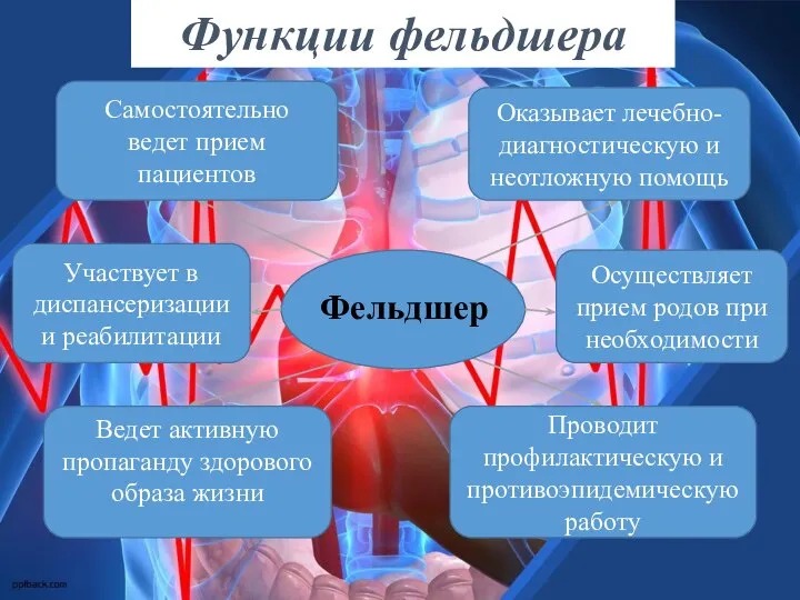 Самостоятельно ведет прием пациентов Оказывает лечебно-диагностическую и неотложную помощь Ведет активную пропаганду