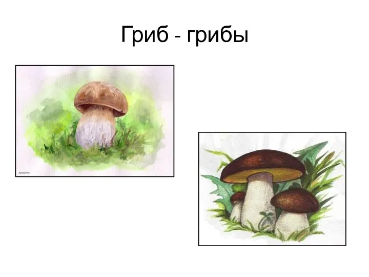 Гриб - грибы
