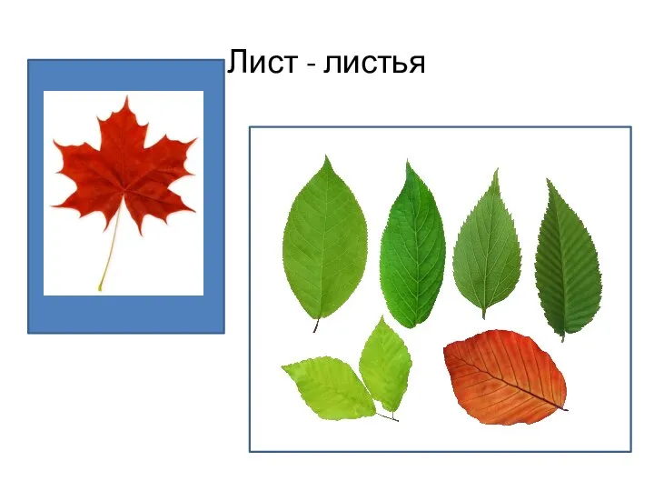 Лист - листья