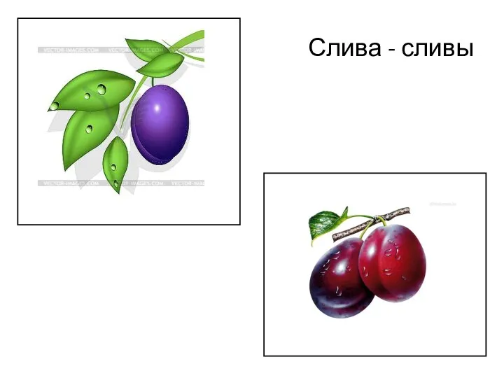 Слива - сливы