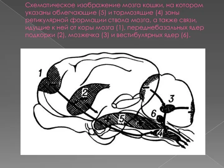 Схематическое изображение мозга кошки, на котором указаны облегчающие (5) и тормозящие (4)