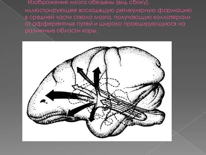 Изображение мозга обезьяны (вид сбоку), иллюстрирующее восходящую ретикулярную формацию в средней части