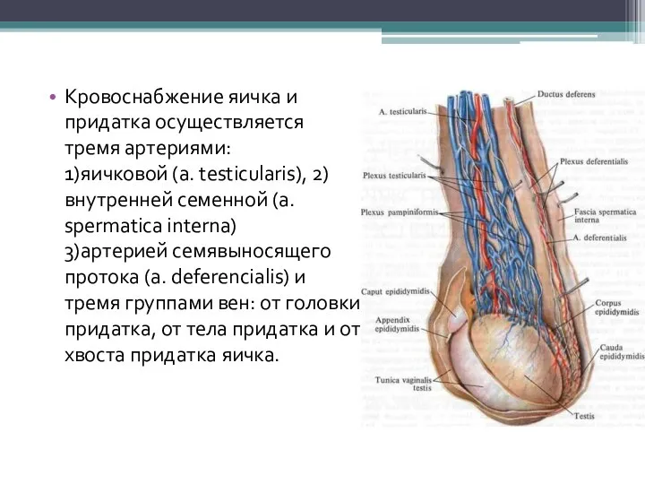 Кровоснабжение яичка и придатка осуществляется тремя артериями: 1)яичковой (a. testicularis), 2)внутренней семенной