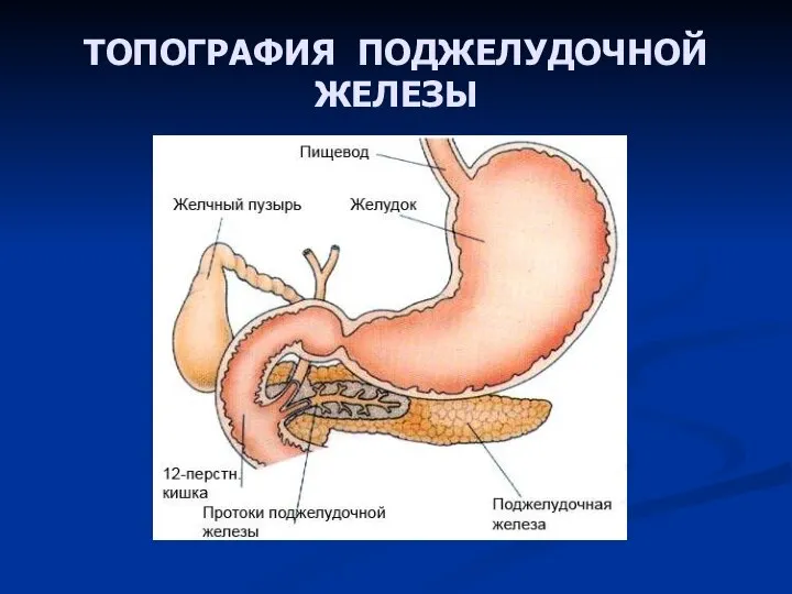 ТОПОГРАФИЯ ПОДЖЕЛУДОЧНОЙ ЖЕЛЕЗЫ