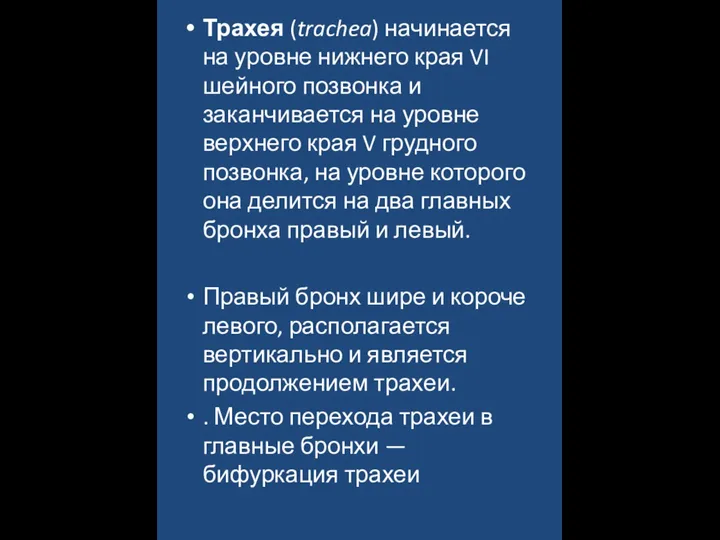 Трахея (trachea) начинается на уровне нижнего края VI шейного позвонка и заканчивается