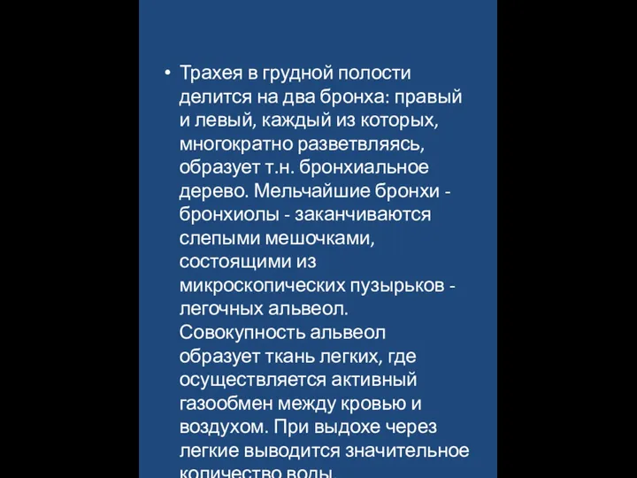 Трахея в грудной полости делится на два бронха: правый и левый, каждый