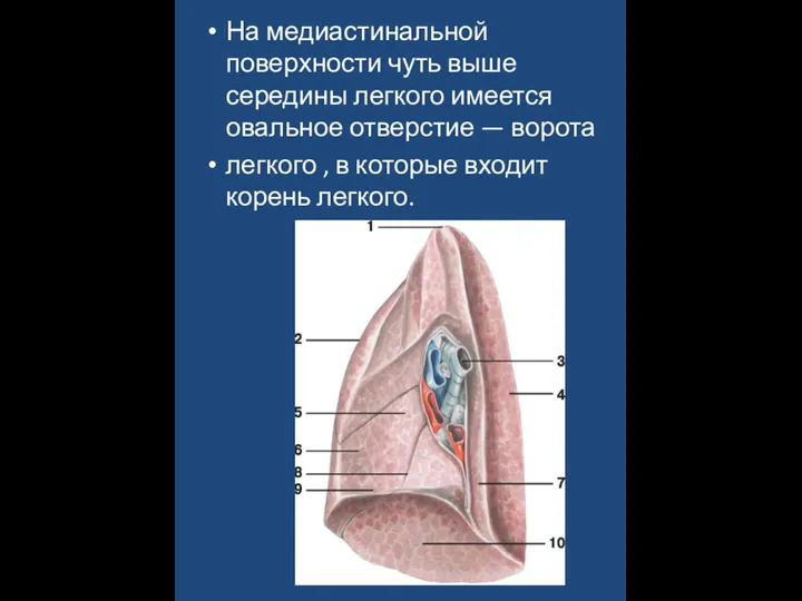 На медиастинальной поверхности чуть выше середины легкого имеется овальное отверстие — ворота