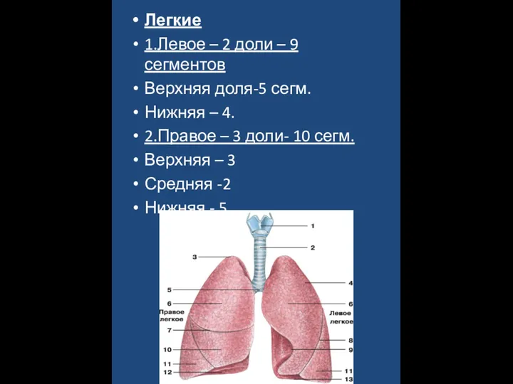 Легкие 1.Левое – 2 доли – 9 сегментов Верхняя доля-5 сегм. Нижняя