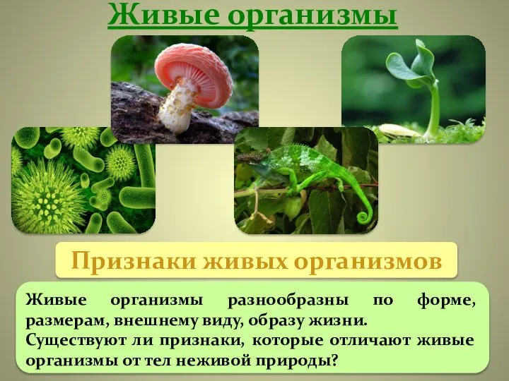Живые организмы Признаки живых организмов Живые организмы разнообразны по форме, размерам, внешнему