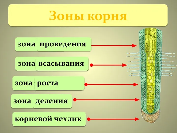 Зоны корня зона осарт зона яледени зона девепрония овенрйко клеичх зона яивыснавса