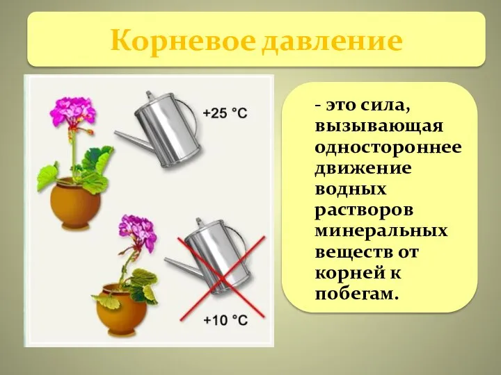 Корневое давление - это сила, вызывающая одностороннее движение водных растворов минеральных веществ от корней к побегам.