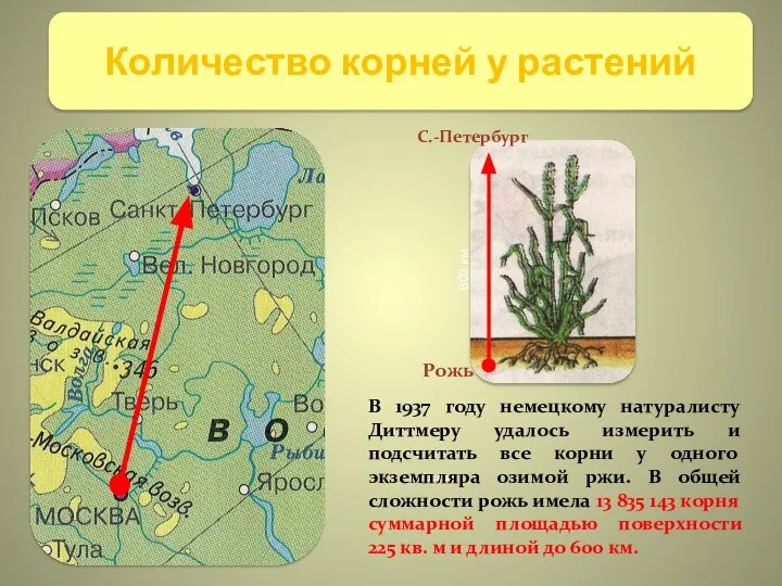 Москва С.-Петербург 600 км Рожь В 1937 году немецкому натуралисту Диттмеру удалось