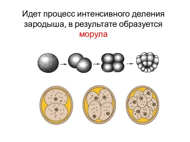 Идет процесс интенсивного деления зародыша, в результате образуется морула