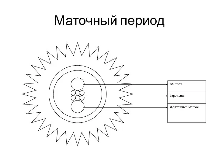 Маточный период