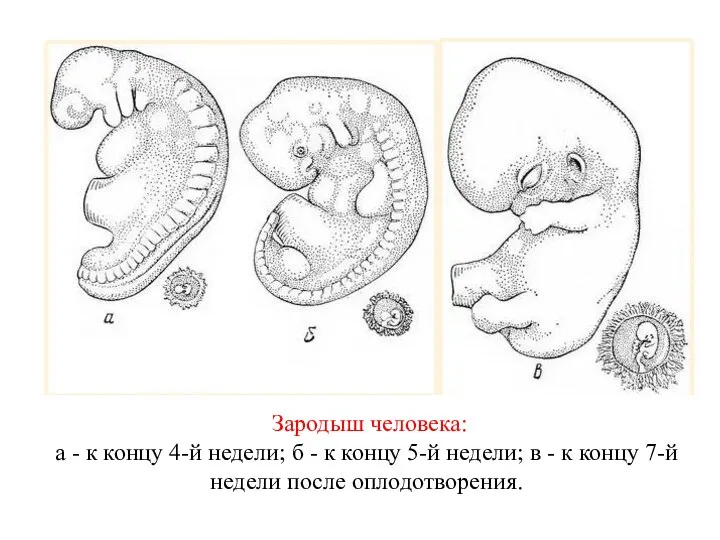 Зародыш человека: а - к концу 4-й недели; б - к концу