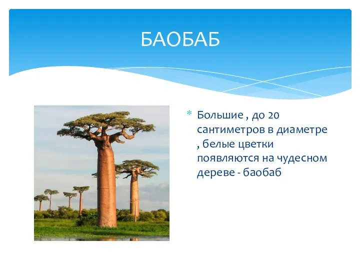 БАОБАБ Большие , до 20 сантиметров в диаметре , белые цветки появляются