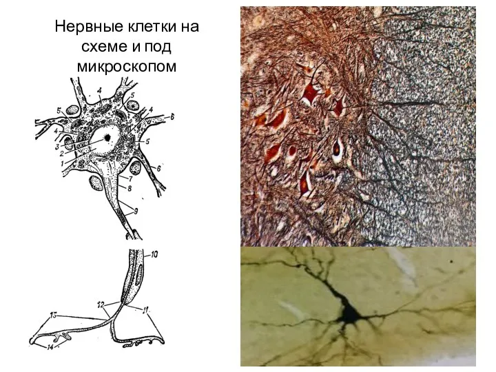 Нервные клетки на схеме и под микроскопом