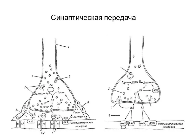 Синаптическая передача