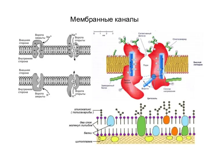 Мембранные каналы