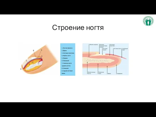 Строение ногтя