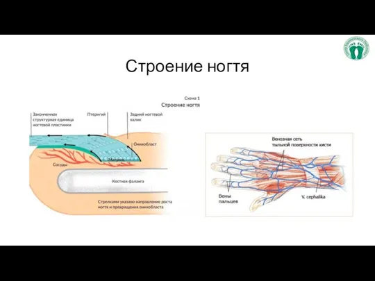 Строение ногтя