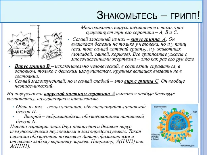 Многоликость вируса начинается с того, что существует три его серотипа – А,