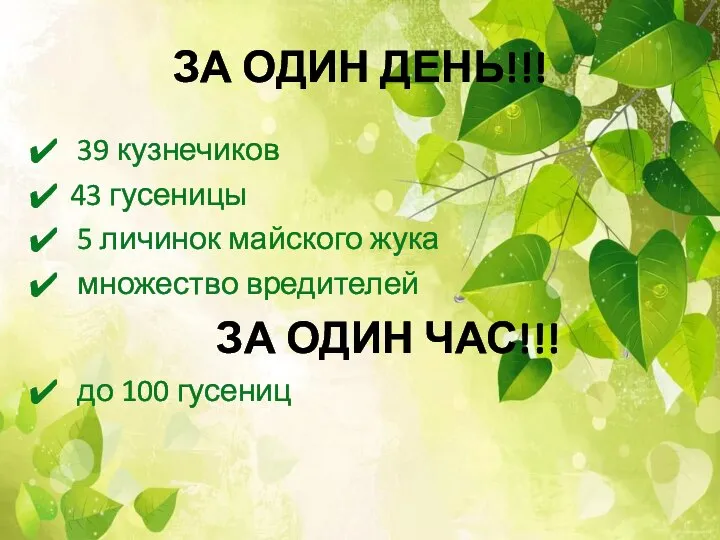 ЗА ОДИН ДЕНЬ!!! 39 кузнечиков 43 гусеницы 5 личинок майского жука множество