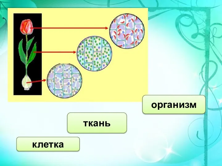 клетка ткань организм