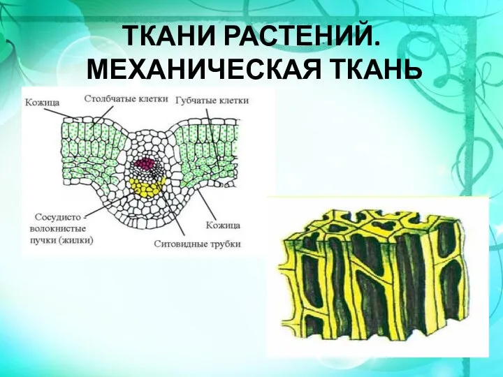 ТКАНИ РАСТЕНИЙ. МЕХАНИЧЕСКАЯ ТКАНЬ