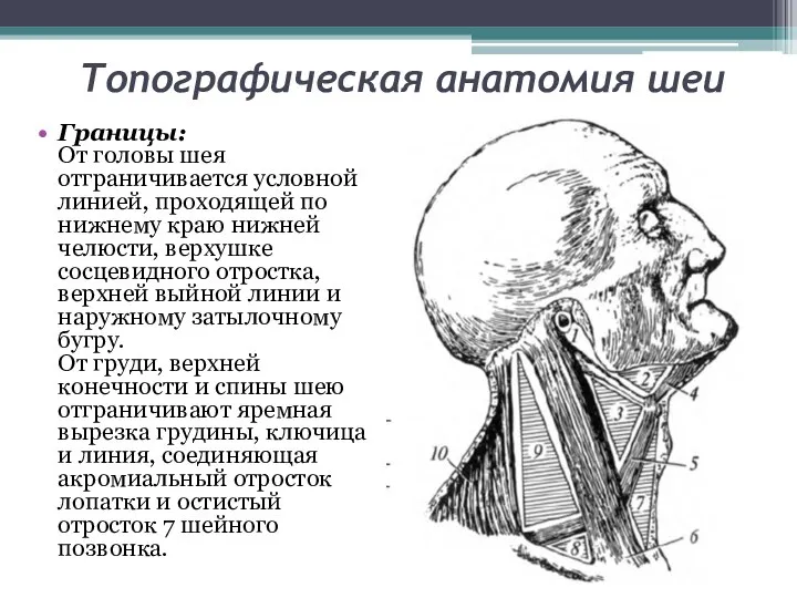 Топографическая анатомия шеи Границы: От головы шея отграничивается условной линией, проходящей по