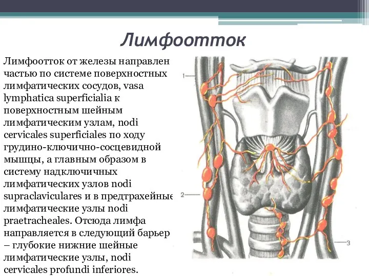Лимфоотток Лимфоотток от железы направлен частью по системе поверхностных лимфатических сосудов, vasa