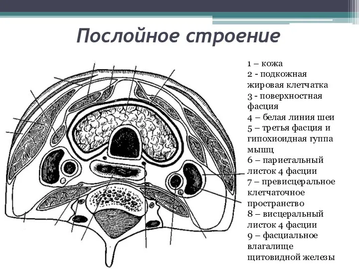 Послойное строение 1 – кожа 2 - подкожная жировая клетчатка 3 -