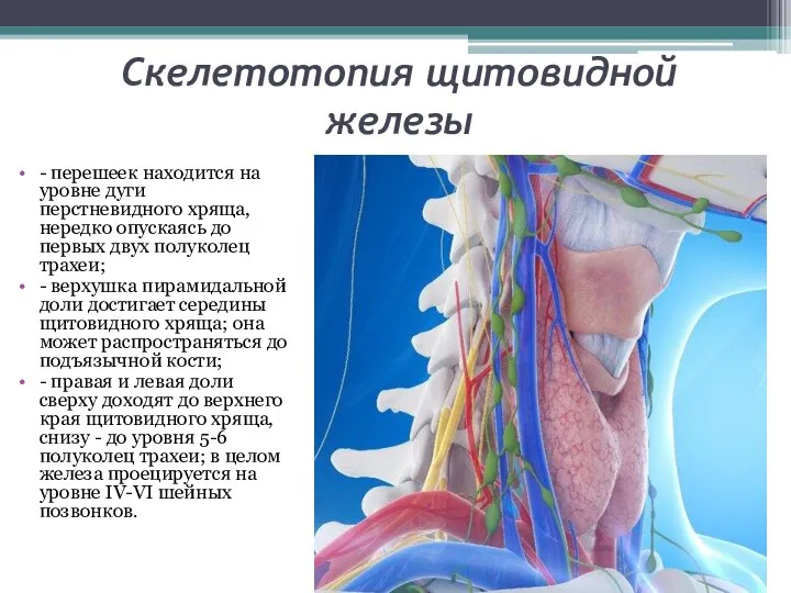 Скелетотопия щитовидной железы - перешеек находится на уровне дуги перстневидного хряща, нередко