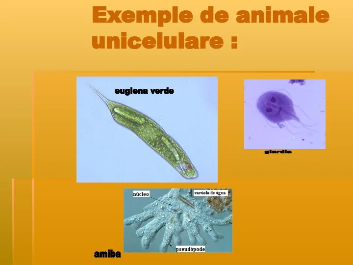 Exemple de animale unicelulare : euglena verde amiba giardia