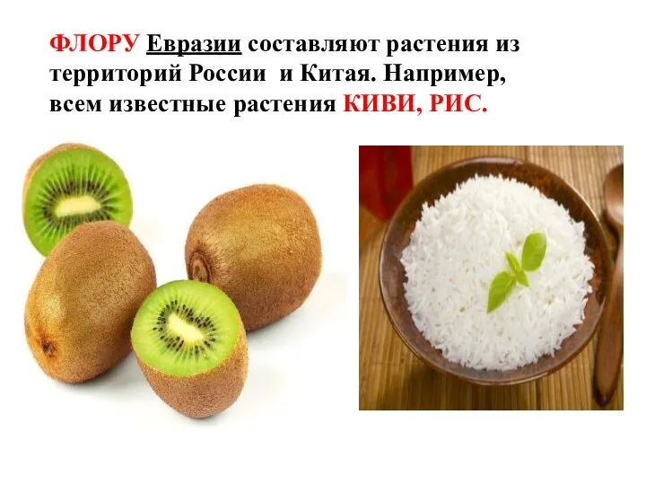 ФЛОРУ Евразии составляют растения из территорий России и Китая. Например, всем известные растения КИВИ, РИС.