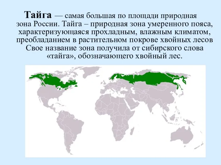 Тайга — самая большая по площади природная зона России. Тайга – природная