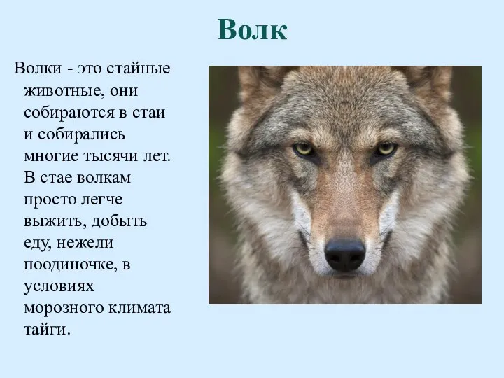 Волк Волки - это стайные животные, они собираются в стаи и собирались