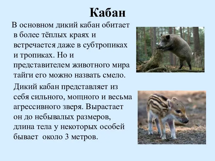 Кабан В основном дикий кабан обитает в более тёплых краях и встречается