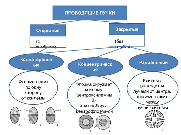 ПРОВОДЯЩИЕ ПУЧКИ Открытые Закрытые (без камбия) (с камбием) Коллатеральные Концентрические Радиальный Флоэма