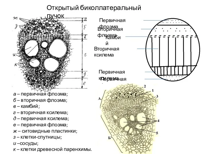 а – первичная флоэма; б – вторичная флоэма; в – камбий; г