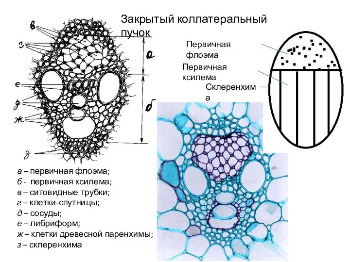 а – первичная флоэма; б - первичная ксилема; в – ситовидные трубки;