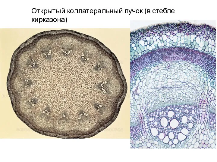 Открытый коллатеральный пучок (в стебле кирказона)