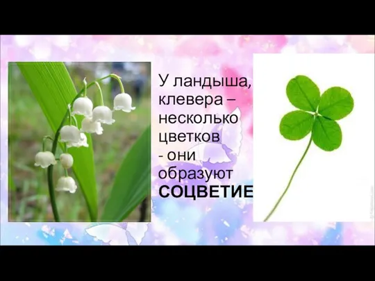 У ландыша, клевера – несколько цветков - они образуют СОЦВЕТИЕ