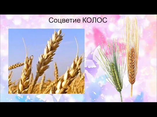 Соцветие КОЛОС