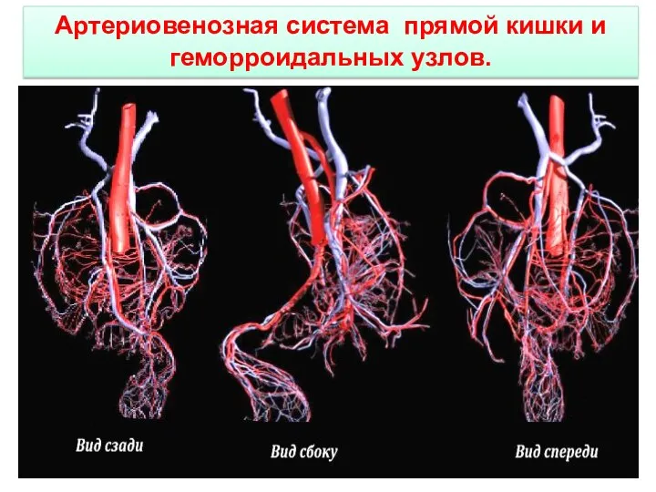 Артериовенозная система прямой кишки и геморроидальных узлов.